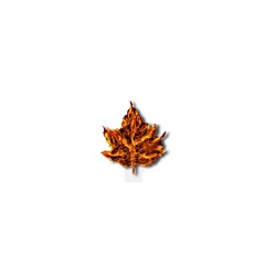 MAPLE LEAF